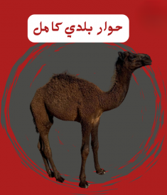 حوار بلدي كامل